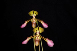 Paphiopedilum tigrinum Huntington's Tiger HCC/AOS 76 pts.